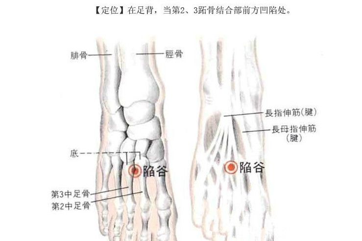 陷谷穴(陷骨) 陷谷穴(陷骨)