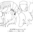 極小近忱戎 極小近忱戎