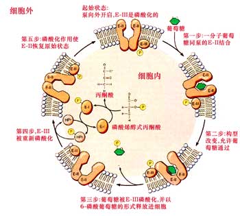 細菌細胞中糖的磷酸化運輸