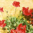 麗春花(麗春花) 麗春花(麗春花)