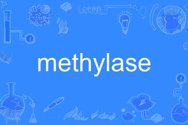 methylase methylase