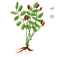 地榆(薔薇科地榆屬植物)