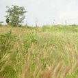 毛軸莎草(植物) 毛軸莎草(植物)