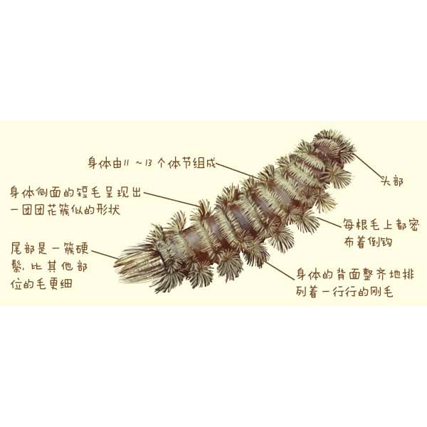 毛馬陸 毛馬陸