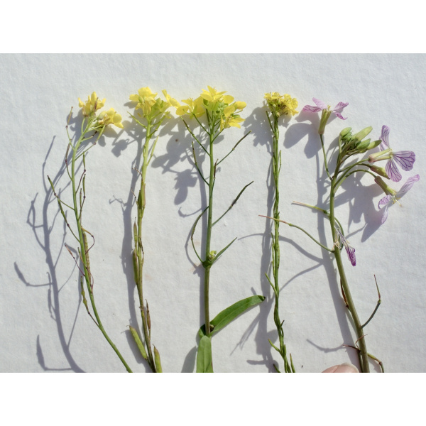 Brassica fruticulosa