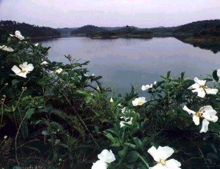 羅山水庫 羅山水庫