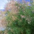 紅荊(植物名稱) 紅荊(植物名稱)