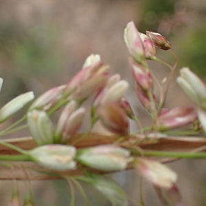 Ehrharta capensis