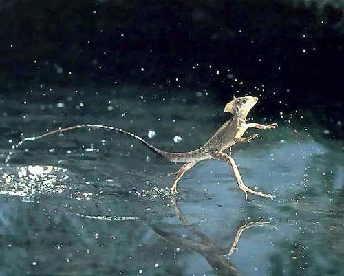 在水面奔跑的王蜥