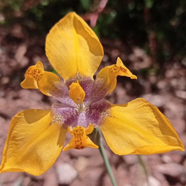 Hesperoxiphion pardalis