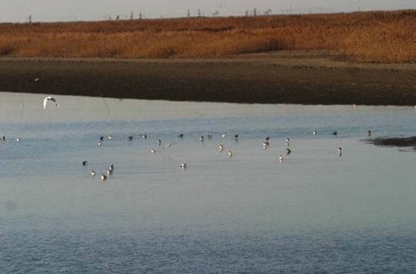 雙台河口水禽自然保護區