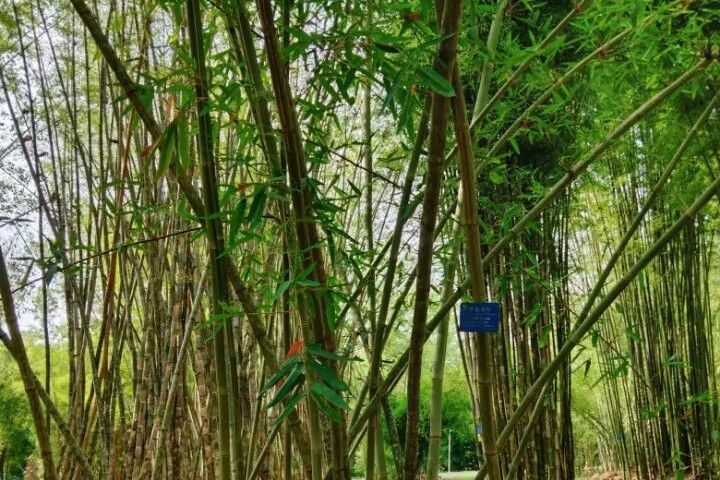 黑毛巨竹 黑毛巨竹