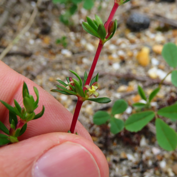 Anthospermum prostratum
