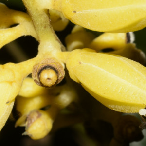 Conchocarpus silvestris