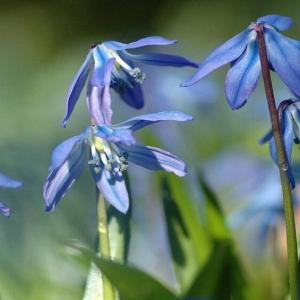 藍鐘花族 藍鐘花族