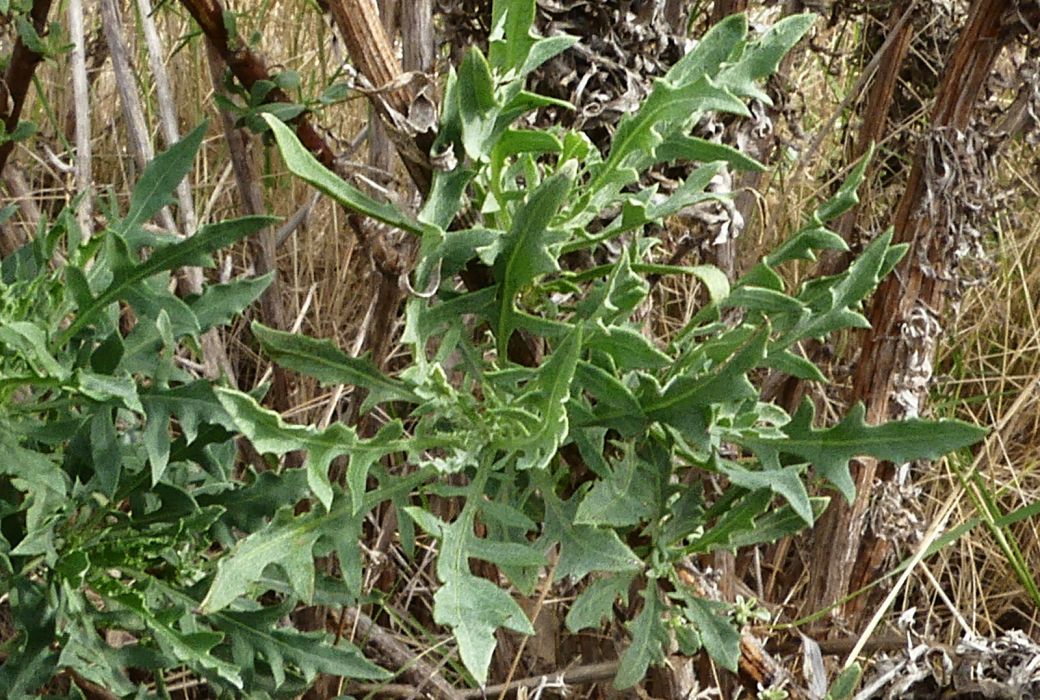 Cheirolophus intybaceus Cheirolophus intybaceus