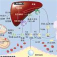 高密度脂蛋白膽固醇(高密度膽固醇)