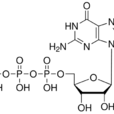 GTP(三磷酸鳥苷(guanosinetriphosphate)) GTP(三磷酸鳥苷(guanosinetriphosphate))