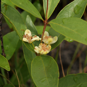 Eugenia malangensis