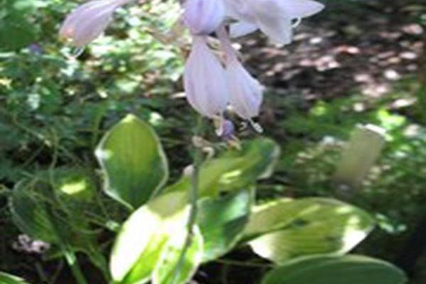 Hosta \x27Hasta Manana\x27