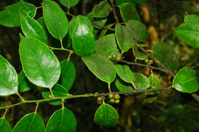 山綠茶 山綠茶