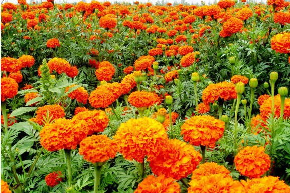 蟹甲菊 蟹甲菊