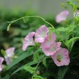 田旋花(茄目旋花科植物)