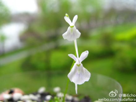 史密斯狸藻 史密斯狸藻
