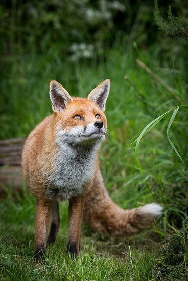 赤狐歐洲亞種