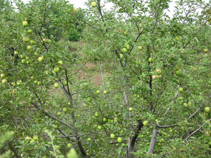 麥架坪上社村蘋果種植業
