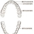 理想正常頜 理想正常頜