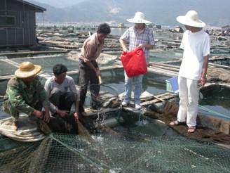 磹角底村漁業發展