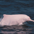 中華白海豚(白海豚（海洋生物鯨類品種之一）)