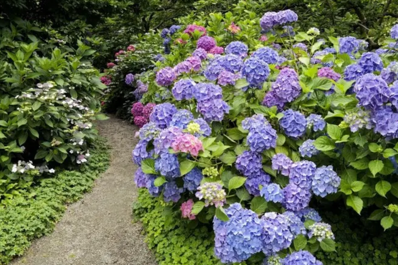 Hydrangea macrophylla \x27Decatur Blue\x27