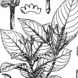 廣西狗牙花(植物)