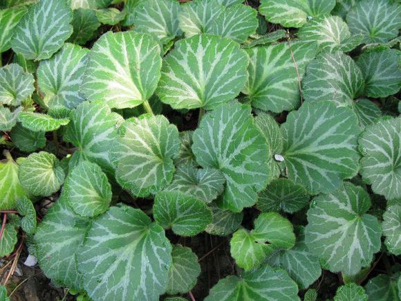 虎耳草茶