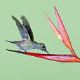 藍胸蜂鳥