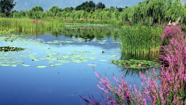 北京翠湖濕地