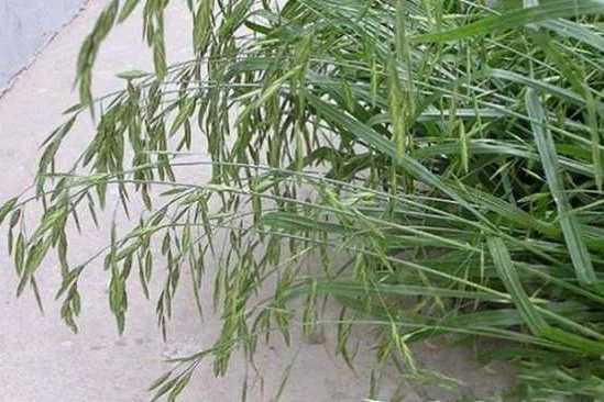 窄序雀麥
