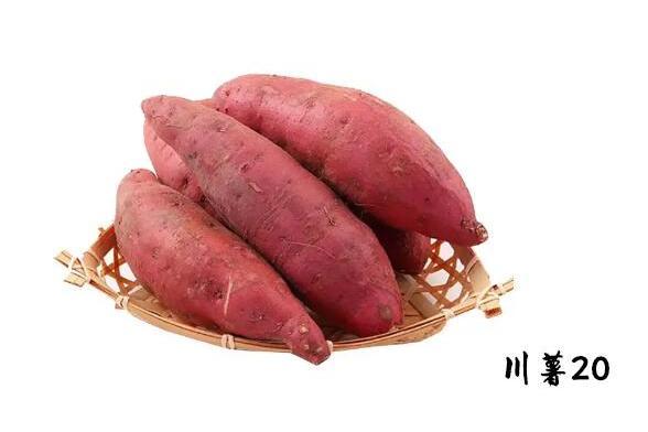 川薯20 川薯20