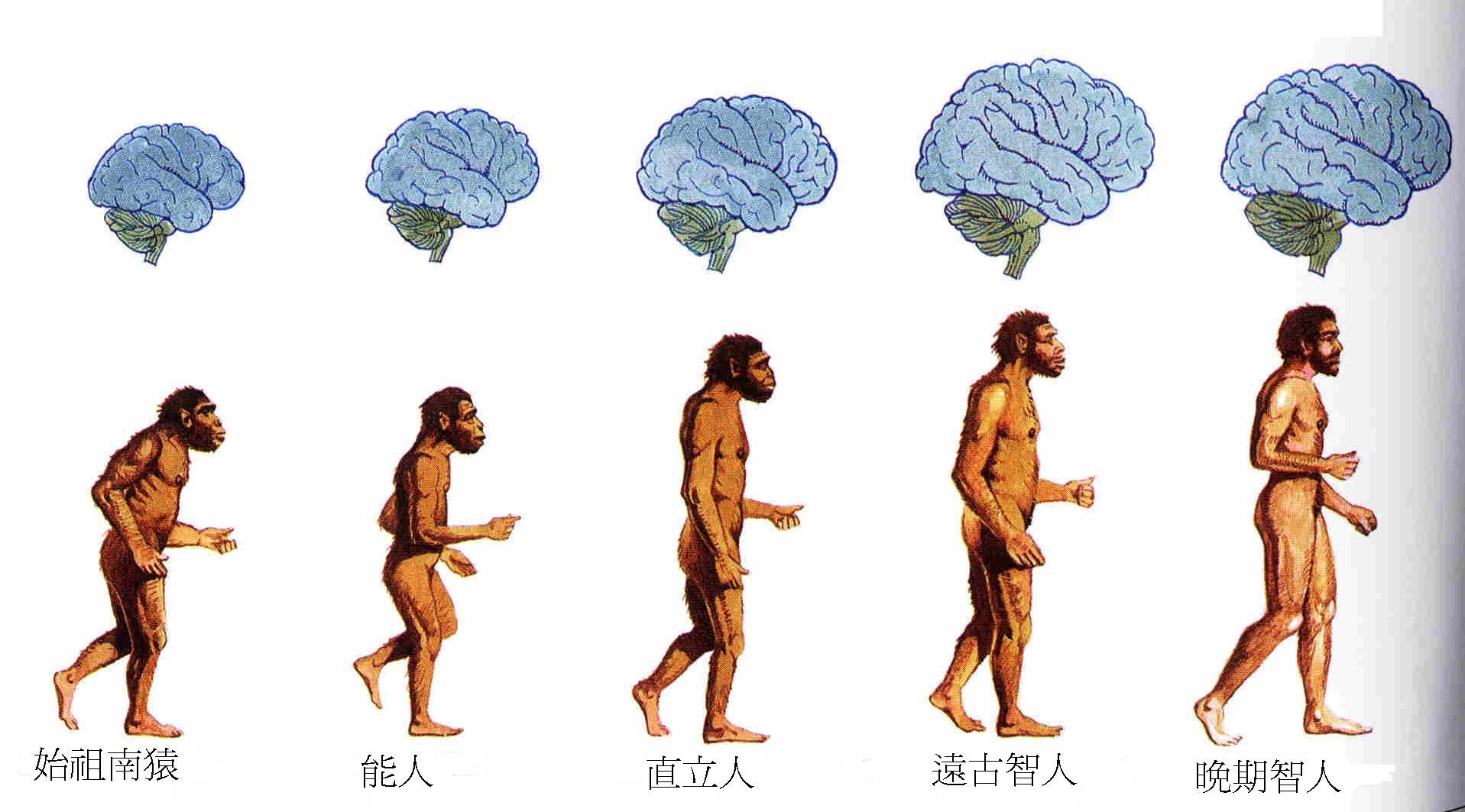 人類進化圖