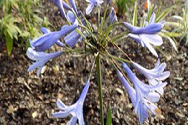 Agapanthus \x27Headbourne Hybrids\x27
