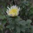 菊花葉 菊花葉