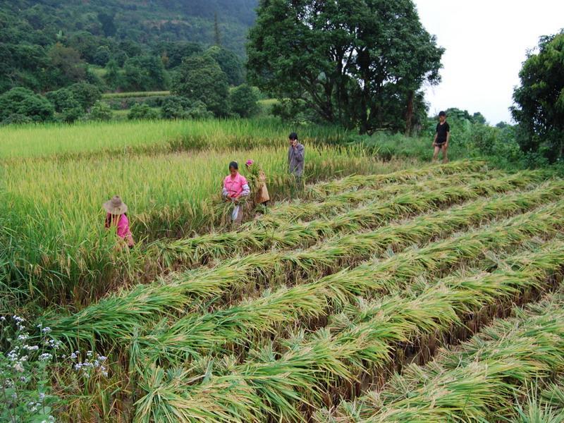 回元村 回元村