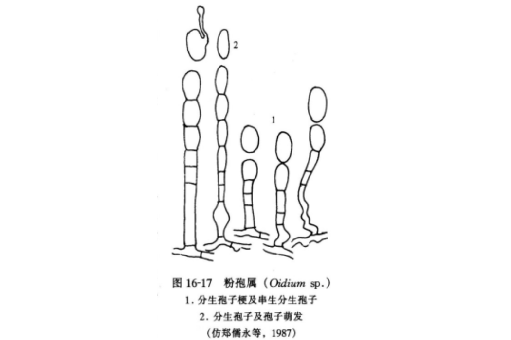 粉孢屬 粉孢屬