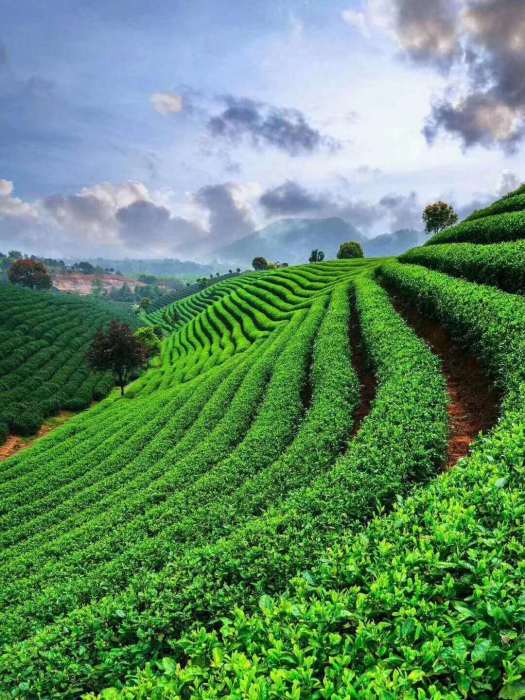 靈山茶葉 靈山茶葉