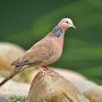 朱頸斑鳩 朱頸斑鳩