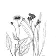 寬葉山柳菊 寬葉山柳菊