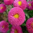 八月菊 八月菊