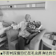 齊吉樹 齊吉樹